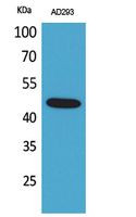 Western blot analysis of AD293 cells using SCYL1BP1 polyclonal antibody. Secondary antibody was STJ96734
