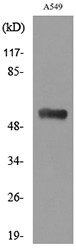 Western blot analysis of lysate from A549 cells, using ANXA7 Antibody.