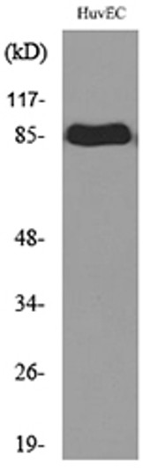Western blot analysis of lysate from HUVEC cells, using TFRC Antibody.