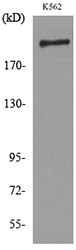 Western blot analysis of lysate from K562 cells, using SIGLEC1 Antibody.