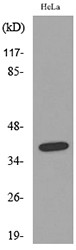 Western blot analysis of lysate from HeLa cells, using KIR2DL3/KIR2DS2 Antibody.