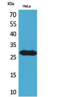 Western blot analysis of HeLa cells using SNRPN polyclonal antibody. Secondary antibody was diluted STJ96822