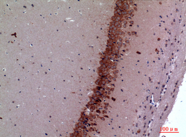 Immunohistochemical analysis of paraffin-embedded mouse-brain, antibody was diluted at 1:100