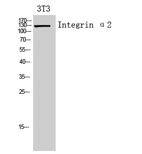 Western blot analysis of 3T3 cells using Integrin Alpha 2 Polyclonal Antibody. Secondary antibody was diluted at 1:20000