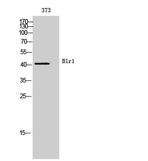 Western blot analysis of 3T3 cells using Blr1 Polyclonal Antibody. Secondary antibody was diluted at 1:20000