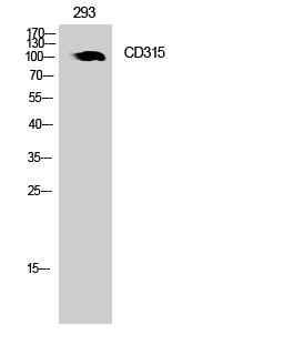 Western Blot analysis of 293 cells using CD315 Polyclonal Antibody. Secondary antibody was diluted STJ97332