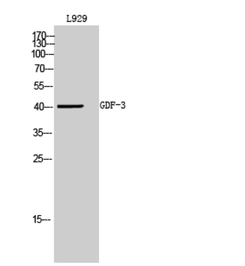 Western blot analysis of L929 cells using GDF-3 Polyclonal Antibody diluted at 1:500. Secondary antibody was diluted at 1:20000 Western blot analysis of L929 cells using GDF-3 Polyclonal Antibody diluted at 1:500. Secondary antibody was diluted at 1:20000