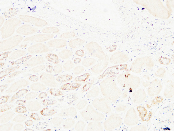 Immunohistochemical analysis of paraffin-embedded Human kidney. 1, Antibody was diluted at 1:200 (4°C overnight). 2, High-pressure and temperature EDTA, pH8.0 was used for antigen retrieval. 3, Secondary antibody was diluted at 1:200 (room temperature, 30min).