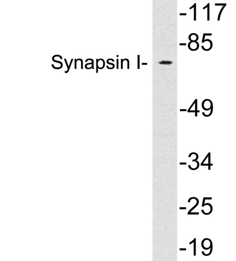 Western blot analysis of lysates from HeLa cells, using Synapsin I antibody.