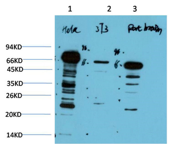 Western blot analysis of 1) Hela Cell Lysate, 2) 3T3 Cell Lysate, 3) Rat Brain Tissue Lysate using Ubiquitin Mouse mAb diluted at 1:1000.