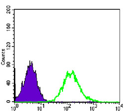 Flow cytometric analysis of PC-2 cells using CDC2 monoclonal antibody (green) and negative control (purple).