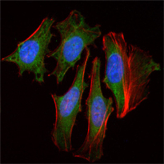 Immunofluorescence analysis of Hela cells using Clock monoclonal antibody (green). Red: Actin filaments have been labeled with Alexa Fluor-555 phalloidin. Blue: DRAQ5 fluorescent DNA dye.