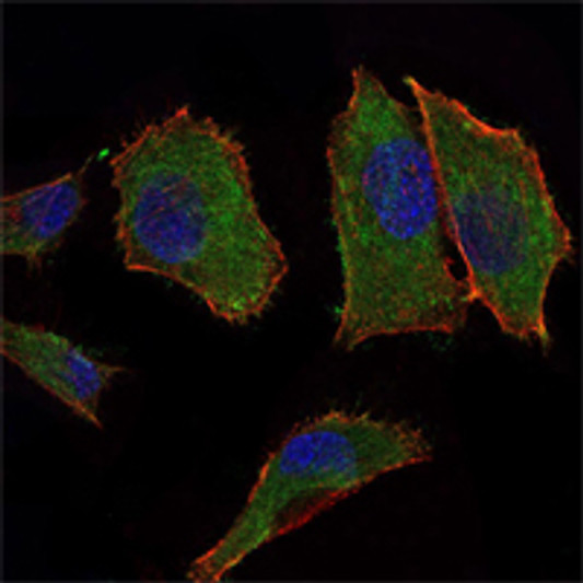 Immunofluorescence analysis of PANC-1 cells using COX4 monoclonal antibody (green). Blue: DRAQ5 fluorescent DNA dye. Red: Actin filaments have been labeled with Alexa Fluor-555 phalloidin.