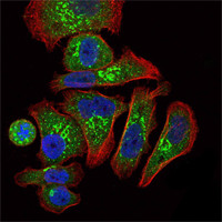 Immunofluorescence analysis of GC7901 cells using EPO monoclonal antibody (green). Blue: DRAQ5 fluorescent DNA dye. Red: Actin filaments have been labeled with Alexa Fluor-555 phalloidin.