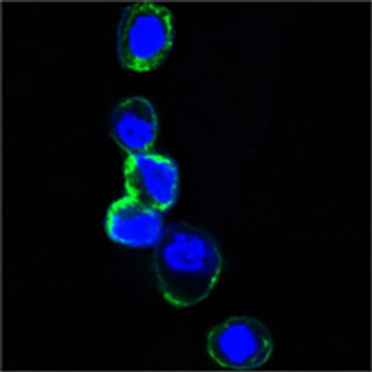 Confocal immunofluorescence analysis of HEK293 cells trasfected with extracellular ERBB3 (aa22-369) -hIgGFc using ErbB-3 monoclonal antibody (green). Blue: DRAQ5 fluorescent DNA dye. Confocal immunofluorescence analysis of HEK293 cells trasfected with extracellular ERBB3 (aa22-369) -hIgGFc using ErbB-3 monoclonal antibody (green). Blue: DRAQ5 fluorescent DNA dye.
