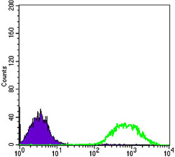 Flow cytometric analysis of Jurkat cells using ETS1 monoclonal antibody (green) and negative control (purple).