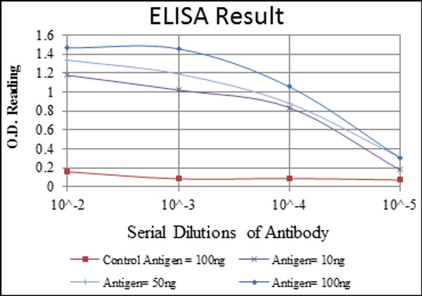 Anti-GCK antibody [4G6] (STJ98104)