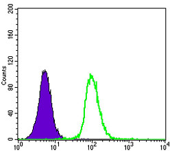 Flow cytometric analysis of K562 cells using GSTP1 monoclonal antibody (green) and negative control (purple).