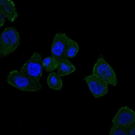 Immunofluorescence analysis of HepG2 cells using HFE monoclonal antibody (green). Blue: DRAQ5 fluorescent DNA dye.