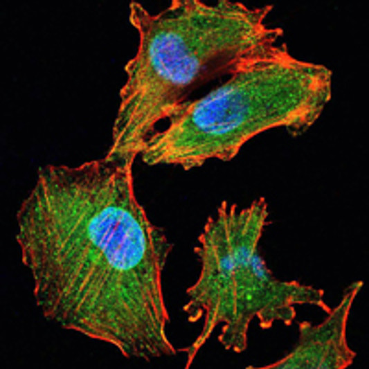Immunofluorescence analysis of U251 cells using IL-34 monoclonal antibody (green). Blue: DRAQ5 fluorescent DNA dye. Red: Actin filaments have been labeled with Alexa Fluor-555 phalloidin. Immunofluorescence analysis of U251 cells using IL-34 monoclonal antibody (green). Blue: DRAQ5 fluorescent DNA dye. Red: Actin filaments have been labeled with Alexa Fluor-555 phalloidin.
