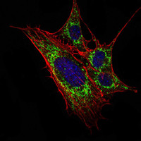 Immunofluorescence analysis of 3T3-L1 cells using KLHL11 monoclonal antibody (green). Blue: DRAQ5 fluorescent DNA dye. Red: Actin filaments have been labeled with Alexa Fluor-555 phalloidin.