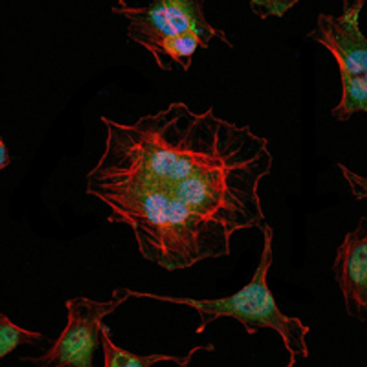 Immunofluorescence analysis of Hela cells using LHX2 monoclonal antibody (green). Blue: DRAQ5 fluorescent DNA dye. Red: Actin filaments have been labeled with Alexa Fluor-555 phalloidin. Immunofluorescence analysis of Hela cells using LHX2 monoclonal antibody (green). Blue: DRAQ5 fluorescent DNA dye. Red: Actin filaments have been labeled with Alexa Fluor-555 phalloidin.