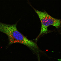 Confocal immunofluorescence analysis of NTERA-2 cells using LIN-28 monoclonal antibody (green). Blue: DRAQ5 fluorescent DNA dye.