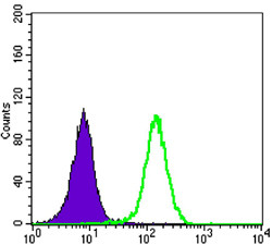 Flow cytometric analysis of K562 cells using LKB1 monoclonal antibody (green) and negative control (purple).