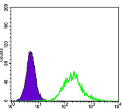 Flow cytometric analysis of K562 cells using Lsk monoclonal antibody (green) and negative control (purple).
