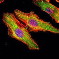 Immunofluorescence analysis of Hela cells using Matrilin-1 monoclonal antibody (green). Blue: DRAQ5 fluorescent DNA dye. Red: Actin filaments have been labeled with Alexa Fluor-555 phalloidin.