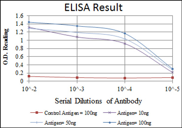 Anti-NFKB1 antibody [5D10] (STJ98275)