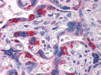 Immunohistochemistry analysis of paraffin-embedded human Placenta tissues with AEC staining using PEG10 monoclonal antibody.
