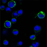 Confocal immunofluorescence analysis of HEK293 cells trasfected with extracellular ROR1 (aa30-406) -hIgGFc using ROR1 monoclonal antibody (green). Blue: DRAQ5 fluorescent DNA dye.