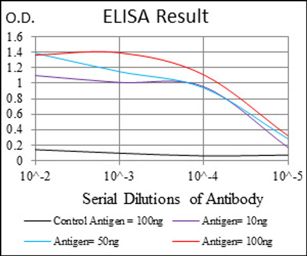 Anti-RPS6KA3 antibody [4E10] (STJ98367)