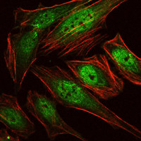 Immunofluorescence analysis of Hela cells using RUNX1 monoclonal antibody (green). Red: Actin filaments have been labeled with Alexa Fluor-555 phalloidin.