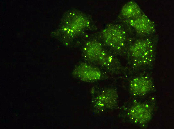Immunofluorescence analysis of HeLa cells using Actinin-Alpha 2 monoclonal antibody.