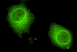 Immunofluorescence analysis of HeLa cells using HAUSP monoclonal antibody.
