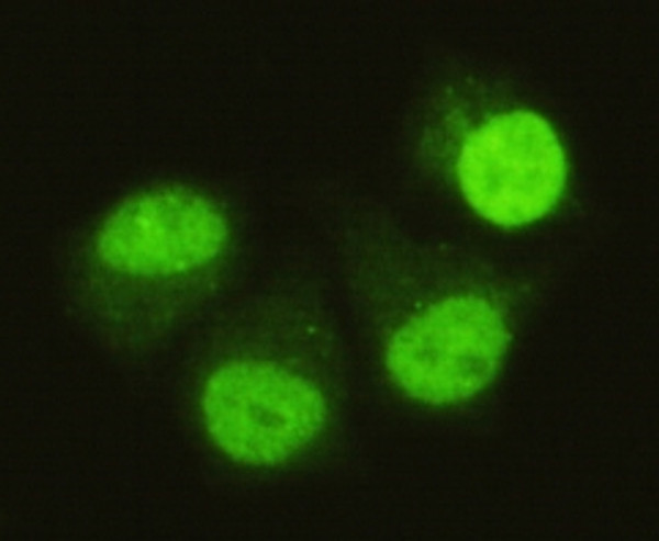 Immunofluorescence analysis of HeLa cells using Smad5 monoclonal antibody.
