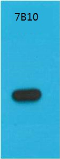 Western blot analysis of Recombinant S1-Tag Protein with S1-Tag Mouse mAb diluted at 1:5, 000.