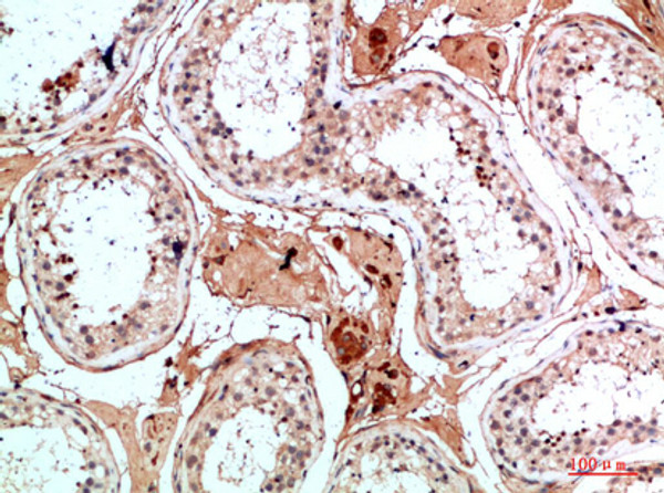 Immunohistochemical analysis of paraffin-embedded human-testis, antibody was diluted at 1:200
