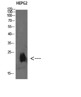 Western Blot analysis of HepG2 cells using Plasminogen Receptor Polyclonal Antibody diluted at 1:500. Secondary STJ98632