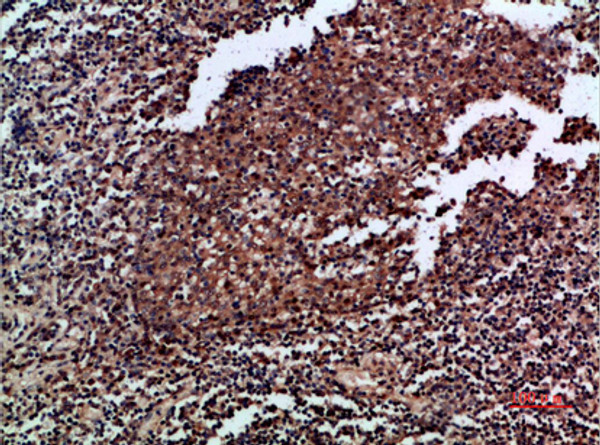 Immunohistochemical analysis of paraffin-embedded human-tonsil, antibody was diluted at 1:200