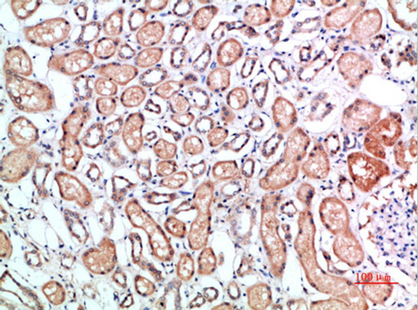 Immunohistochemical analysis of paraffin-embedded human-kidney, antibody was diluted at 1:200