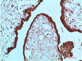 Immunohistochemical analysis of paraffin-embedded Human Placenta Tissue using HP-1 Alpha Mouse mAb diluted at 1:200