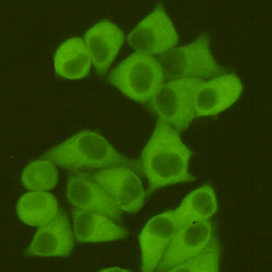 Immunocytochemistry staining of Hela cells fixed with 4% Paraformaldehyde and using anti-Fatty Acid Synthase mouse mAb (dilution 1:400).