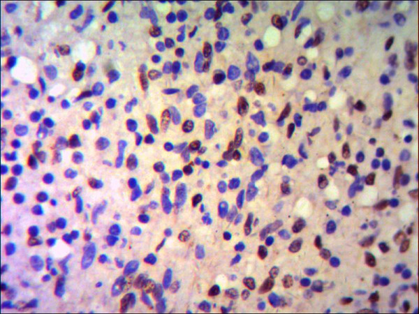 IHC of paraffin-embedded human Spleen using anti-KAP1/TIF1 beta diluted 1/500-1/1000.
