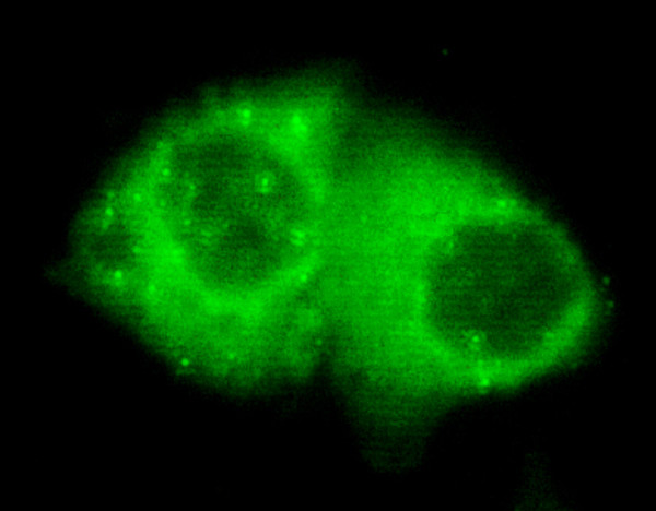 Immunocytochemistry of HeLa cells using anti-Keratin 7 (C-terminus) mouse mAb diluted 1:150. Immunocytochemistry of HeLa cells using anti-Keratin 7 (C-terminus) mouse mAb diluted 1:150.