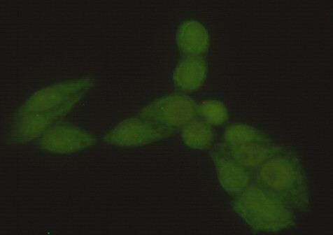 Immunocytochemistry stain of Hela using Hsp70 (N-terminus) mouse mAb (1:300).