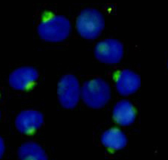 Immunocytochemistry stain of Hela using RanBP9 mouse mAb (1:300).