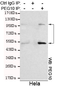 Immunoprecipitation analysis of Hela cell lysates using PEG10 mouse mAb.